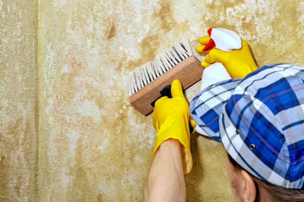 Best HVAC Mold Inspection and Cleaning  in River Road, OR