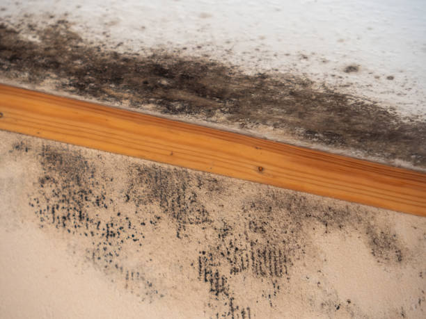 Environmental Consulting for Mold Prevention in River Road, OR