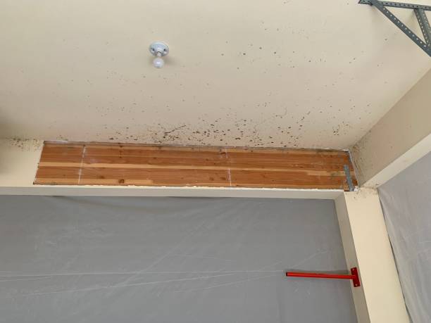 Best Water Damage & Mold Remediation  in River Road, OR