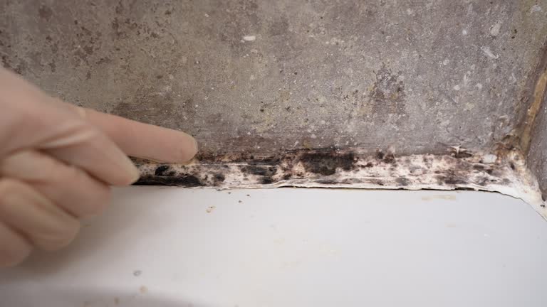 Best Environmental Consulting for Mold Prevention  in River Road, OR